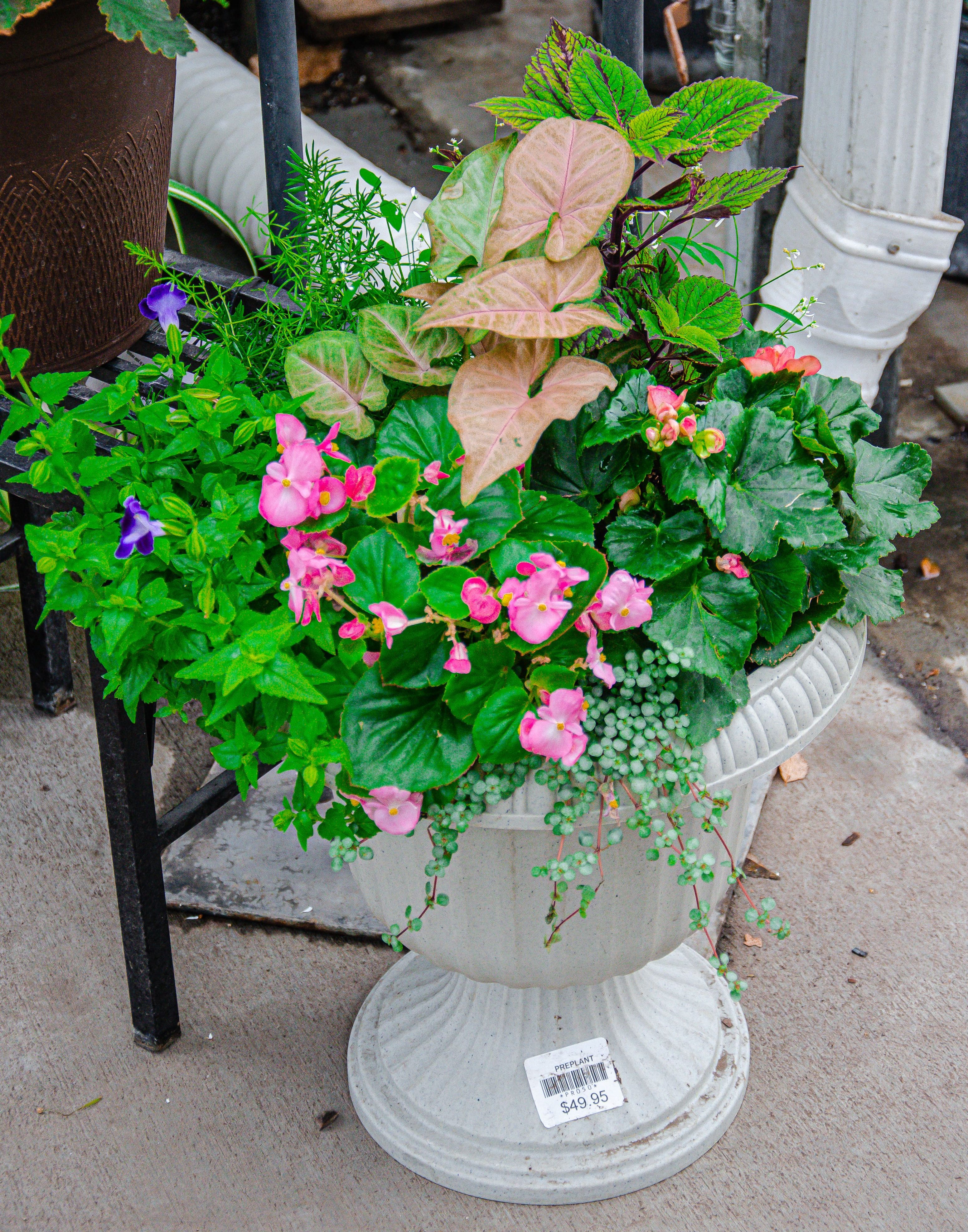 Container gardens!