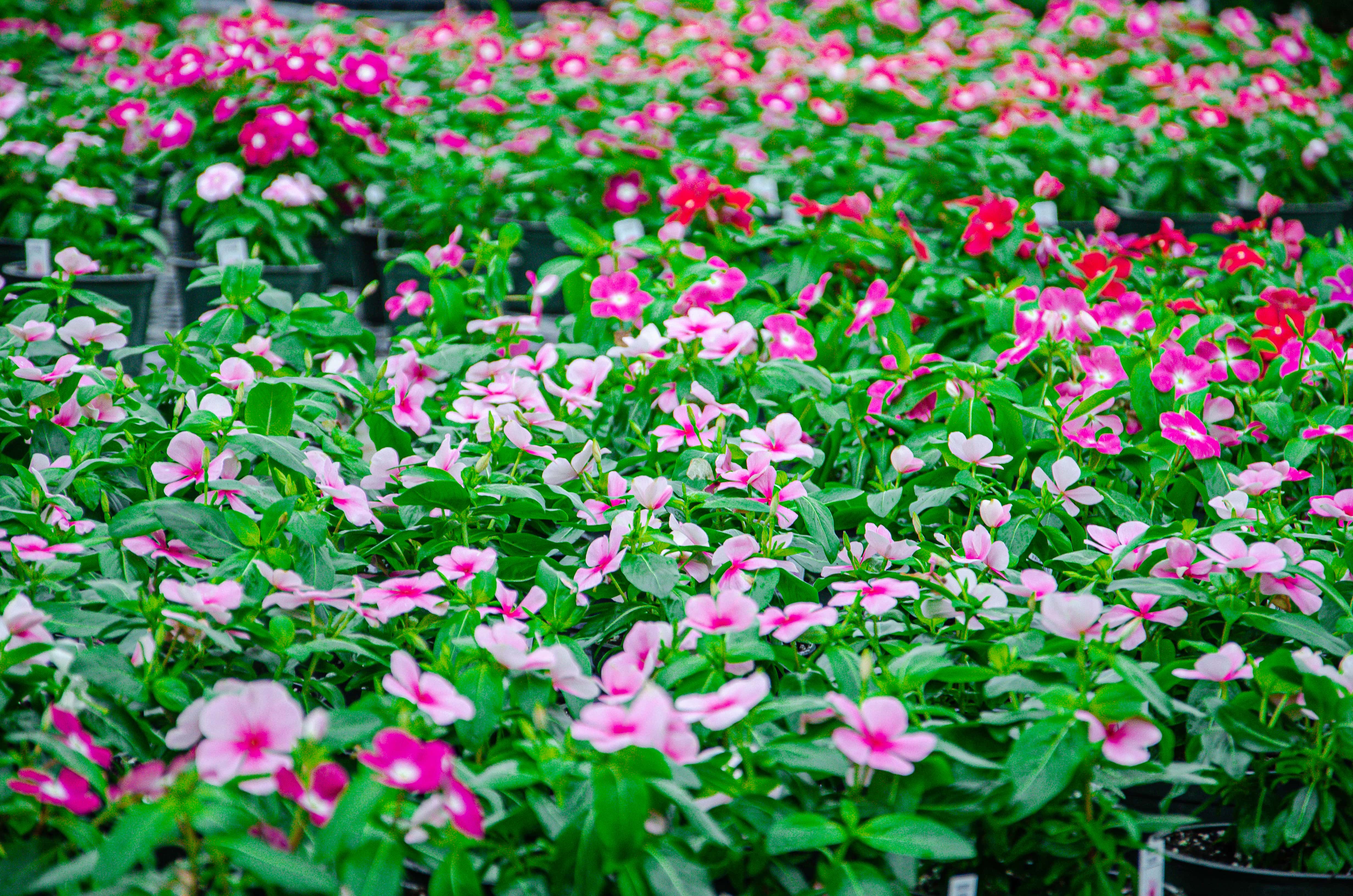 Watering is crucial in keeping plants happy.