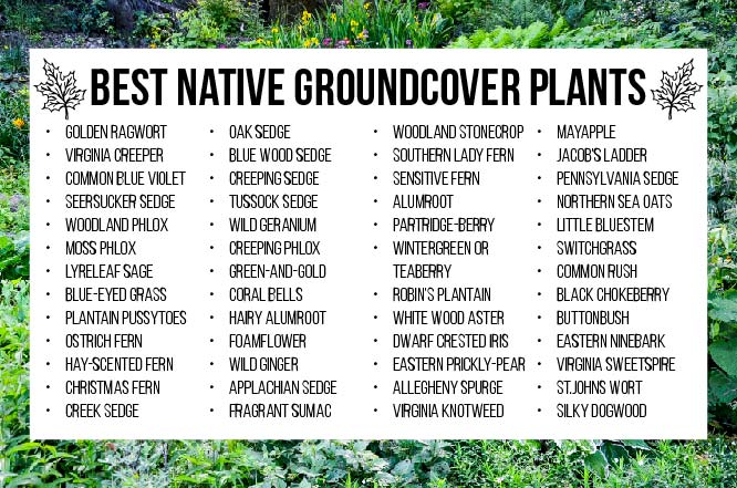 Best Native VA Groundcover Plants