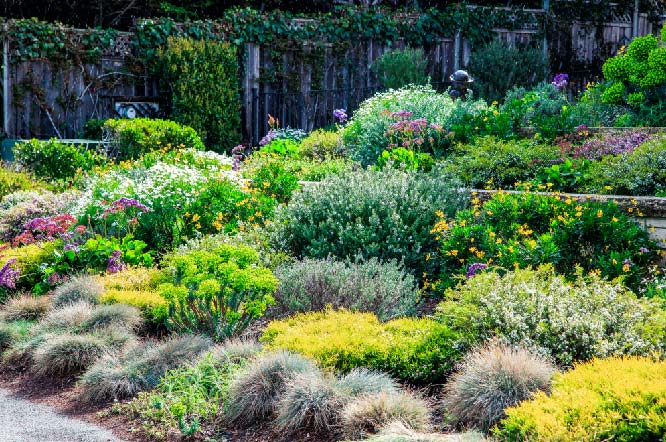 Beautifully landscaped slope featuring lots of gorgeous groundcover plants.