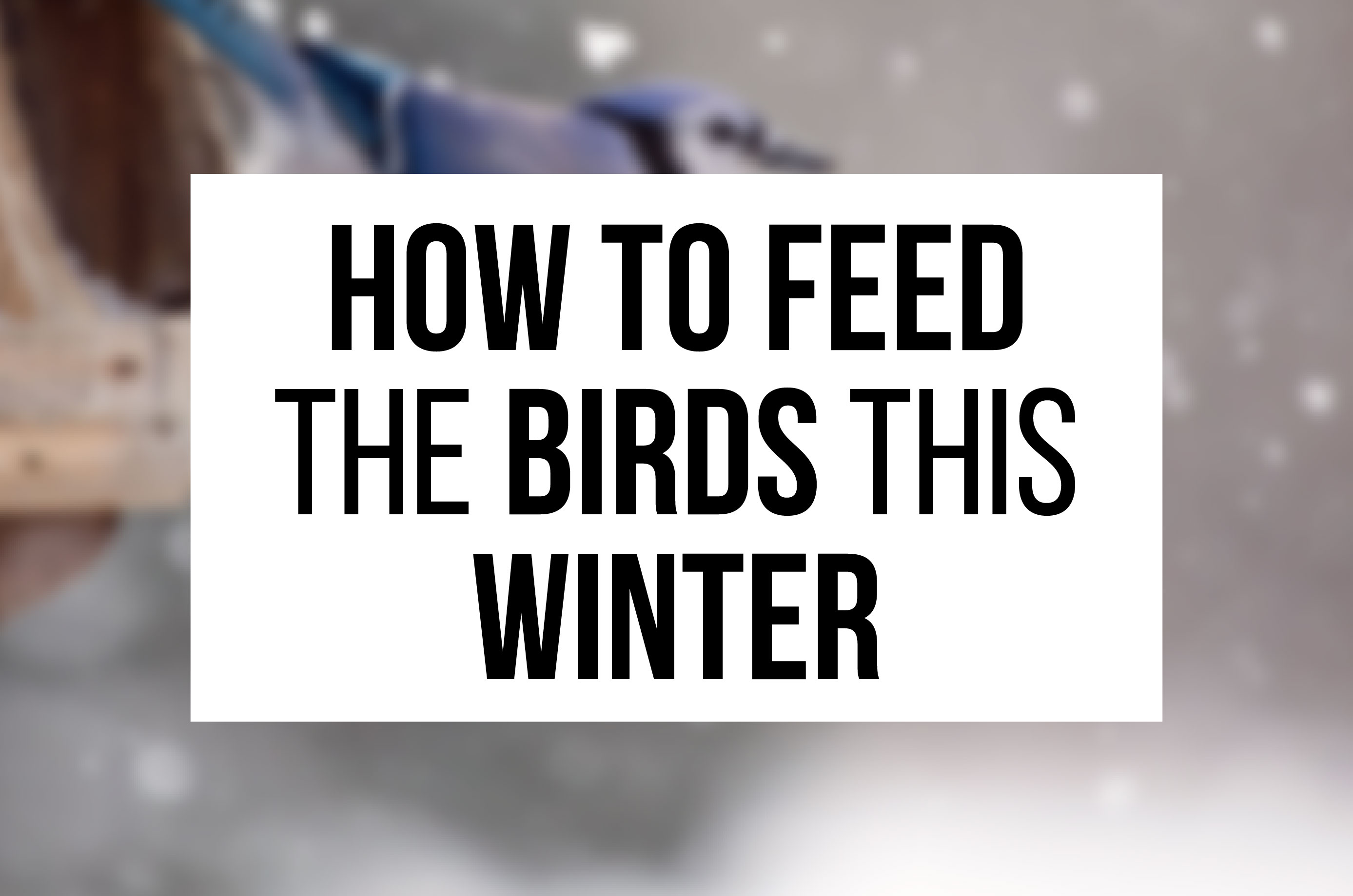 How to feed the birds this winter