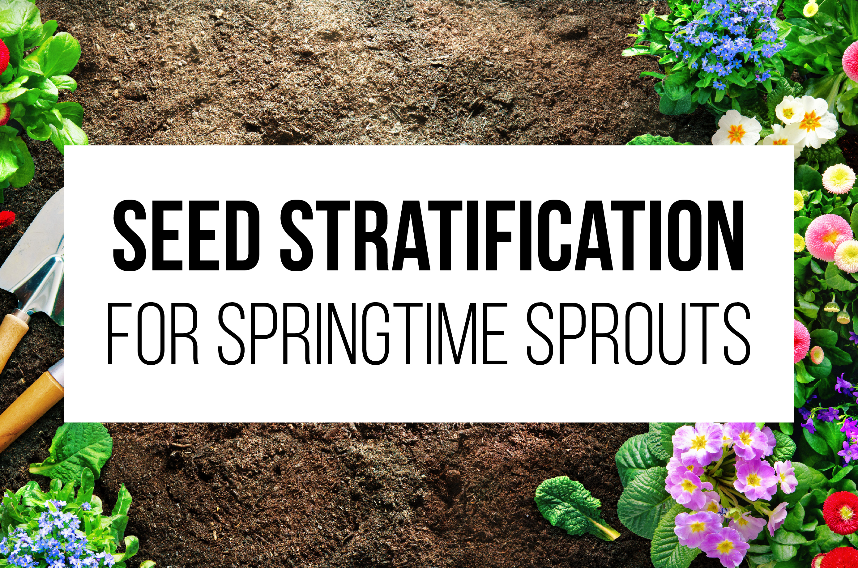 Seed Stratification for Springtime Sprouts