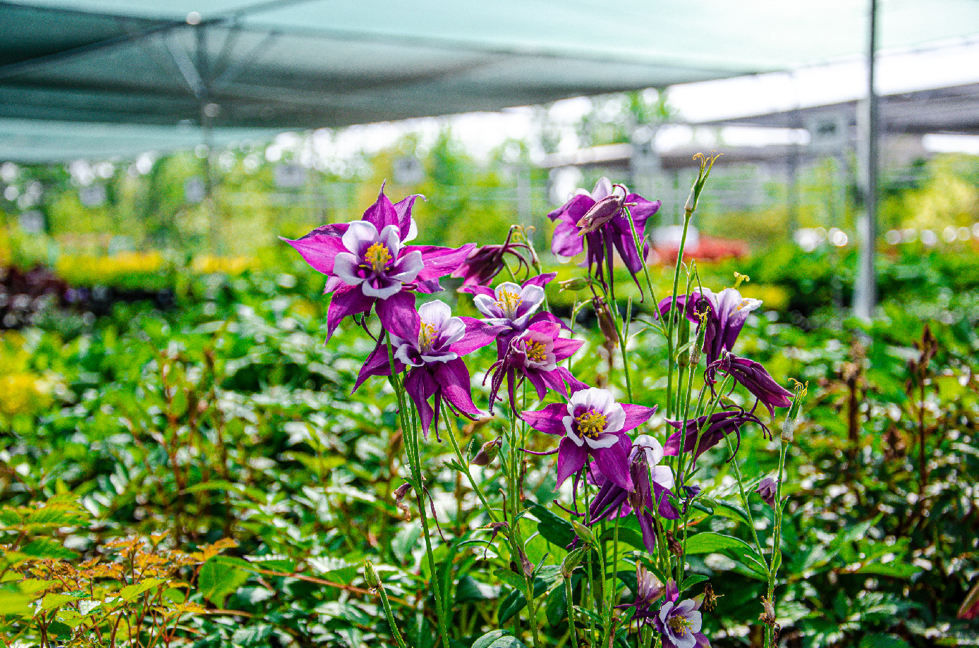 Perennial plants at Strange's.