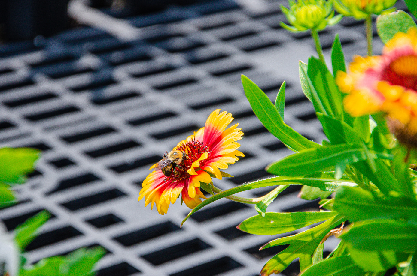 Bees are beneficial insects!