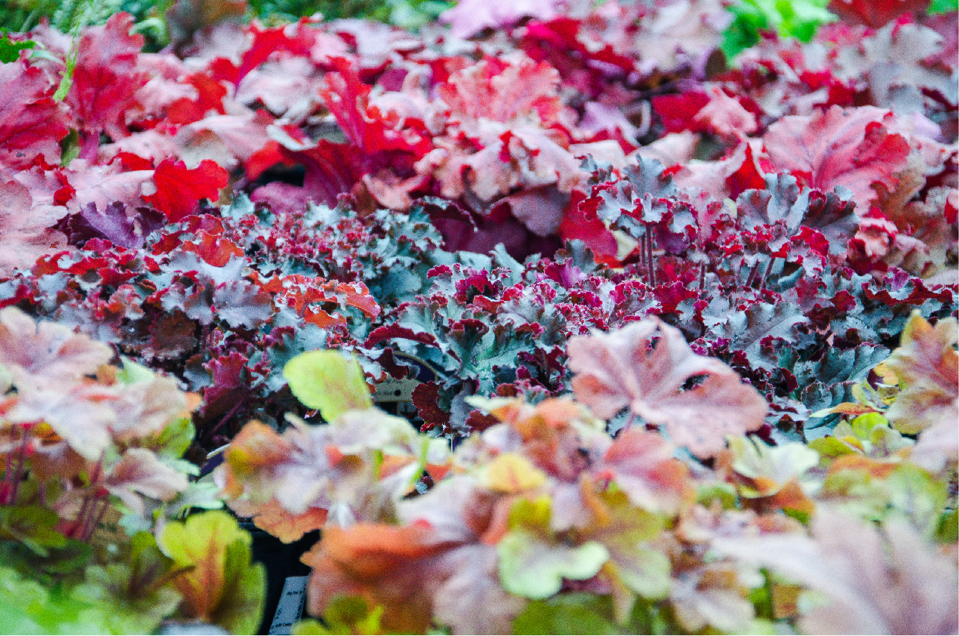 Perennial plants at Strange's.