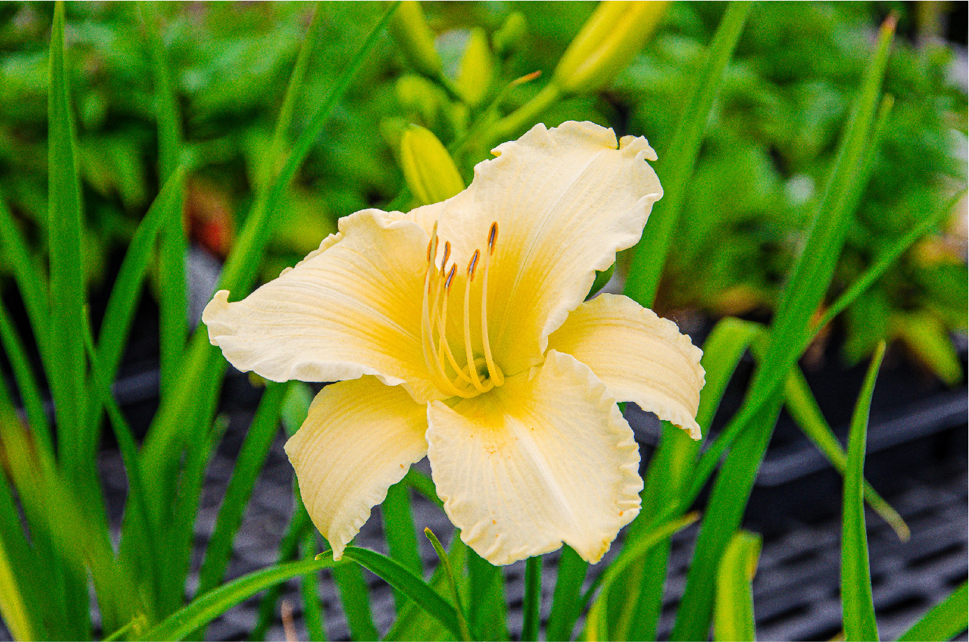 Perennial plants at Strange's.