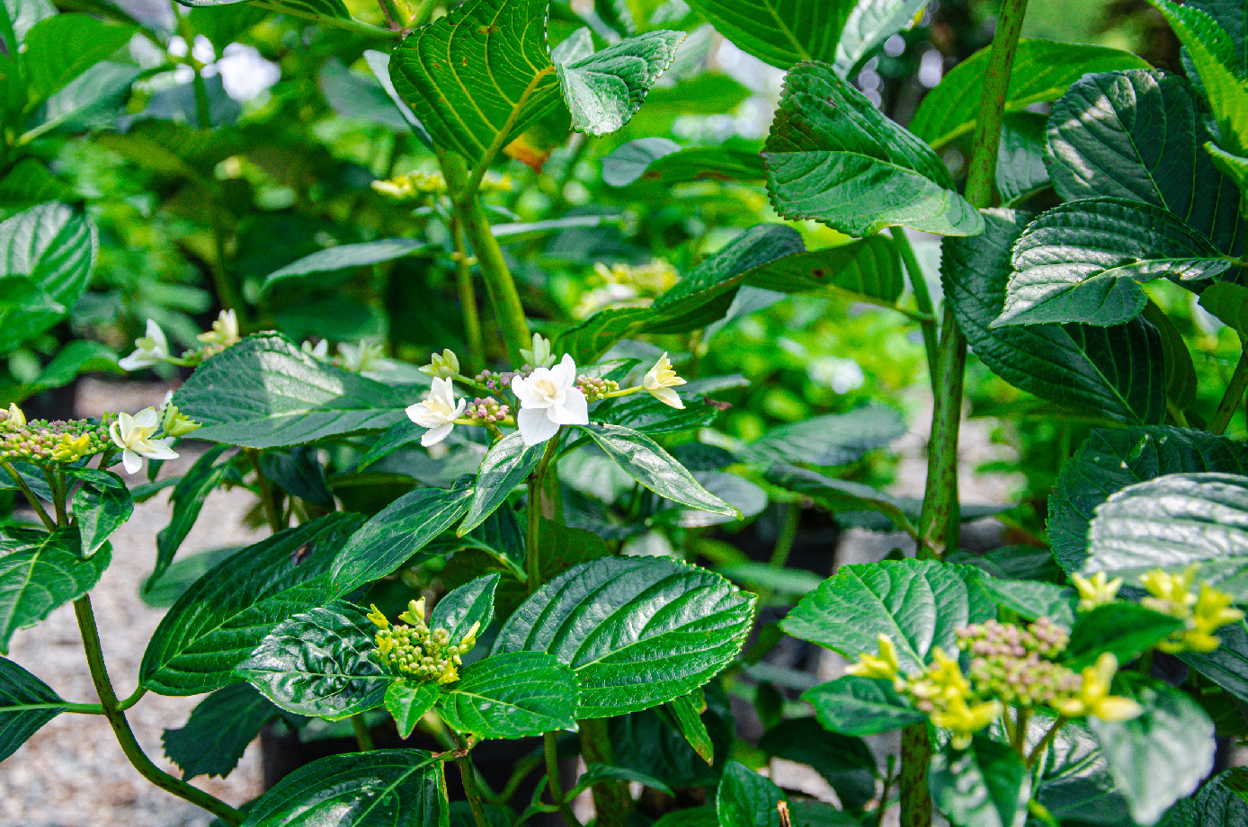 Perennial plants at Strange's.