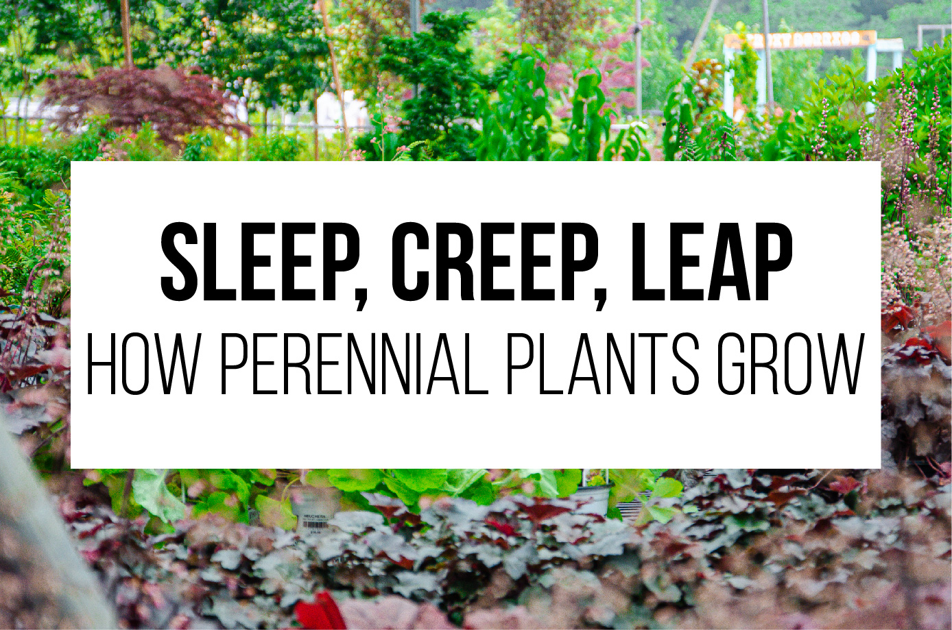 Sleep, Creep, Leap: How Perennial Plants Grow