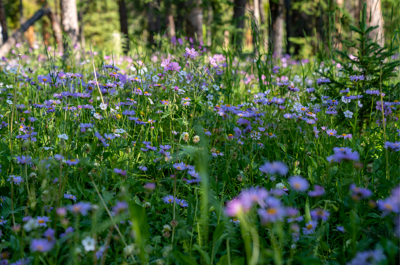 OOOO flowers