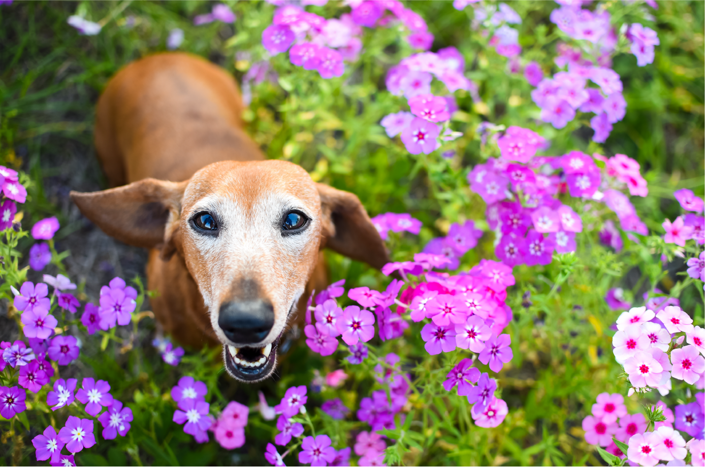 Dog enjoying pet-safe plants