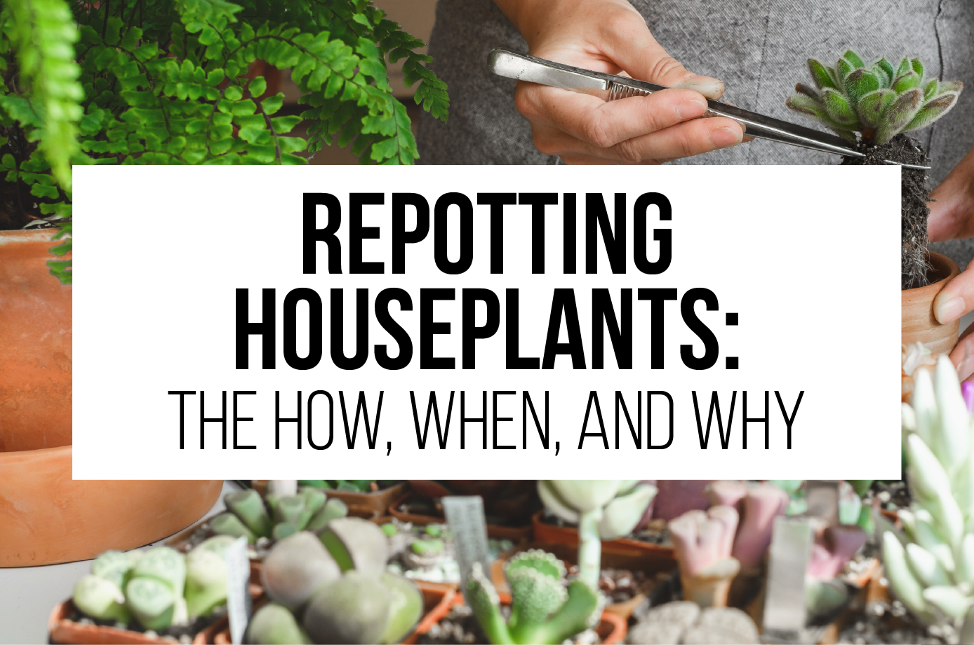 repot houseplants