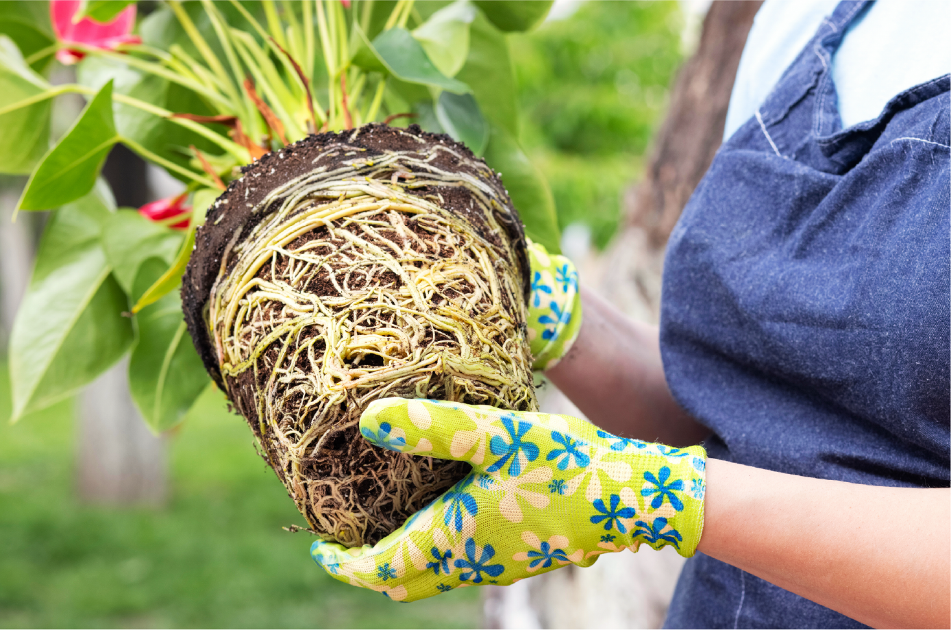 Root bound houseplant ready to be repot