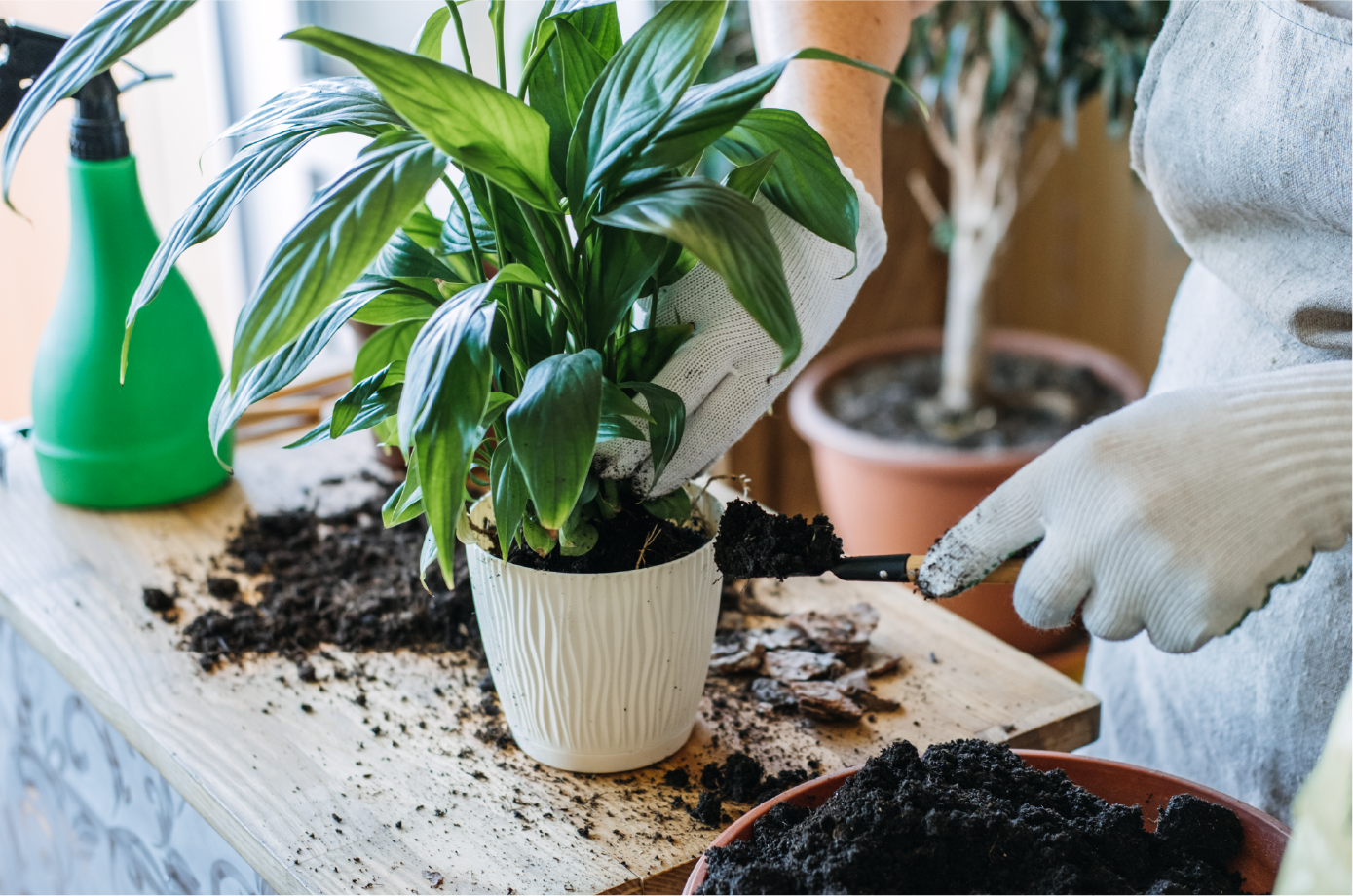 Repot your plant with fresh soil, and pack it down to avoid air bubbles