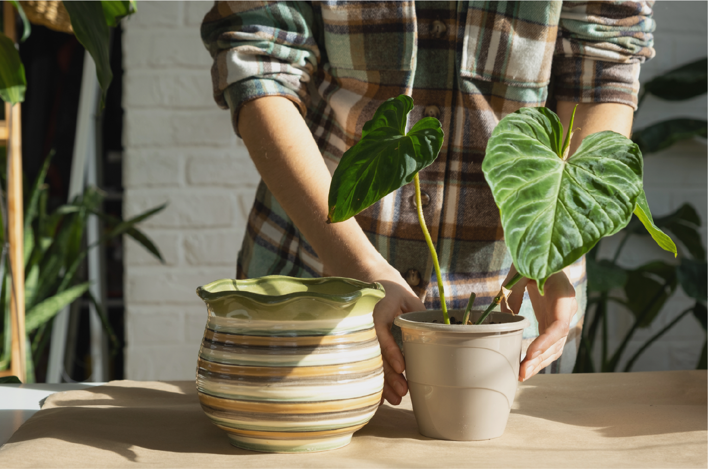 Only repot your plant is a pot that is max 2" larger than the last