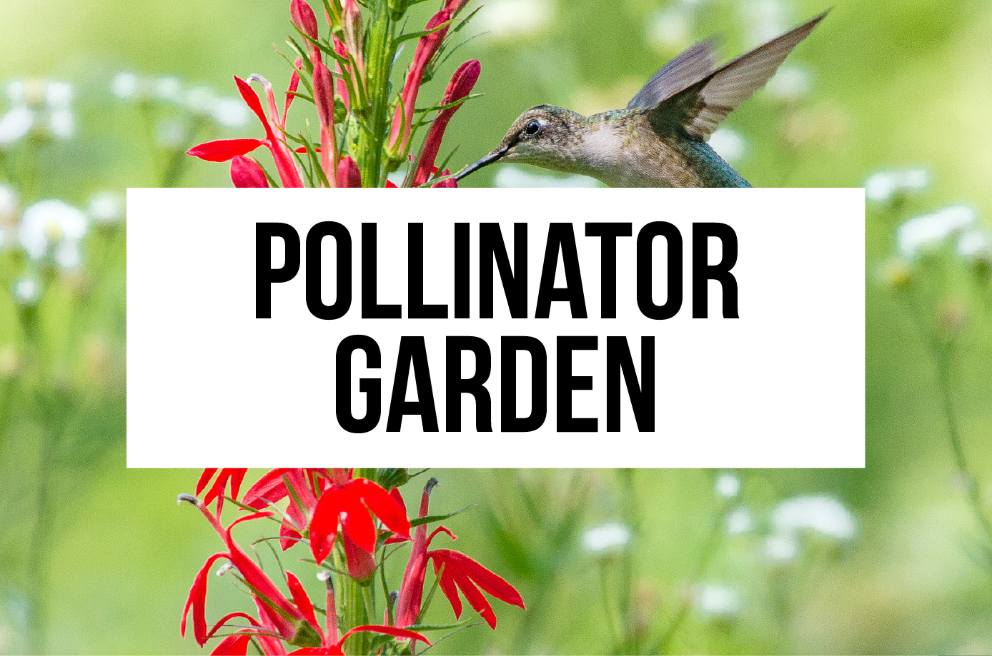 Pollinator Garden