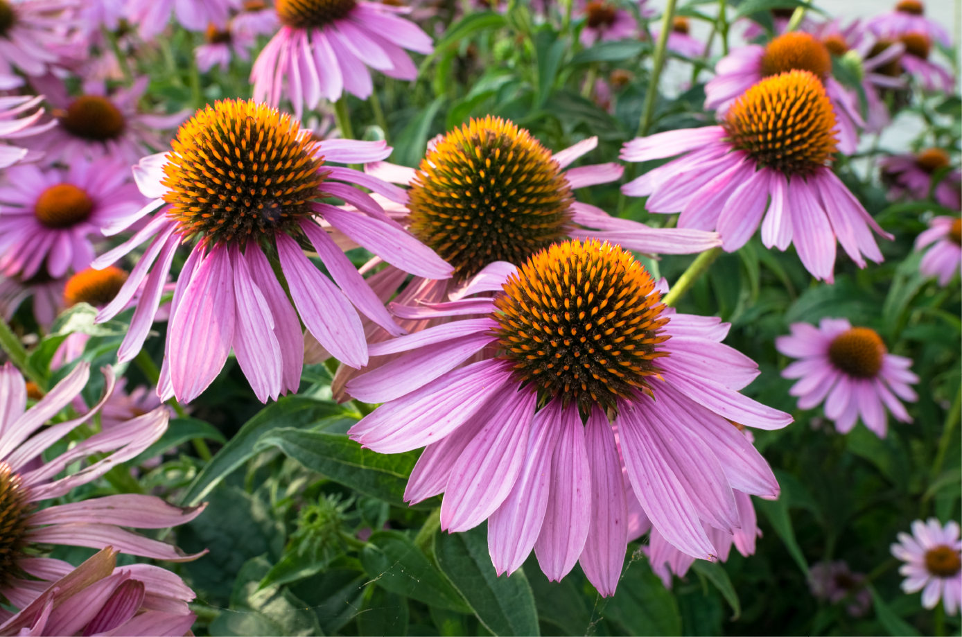 Native coneflowers