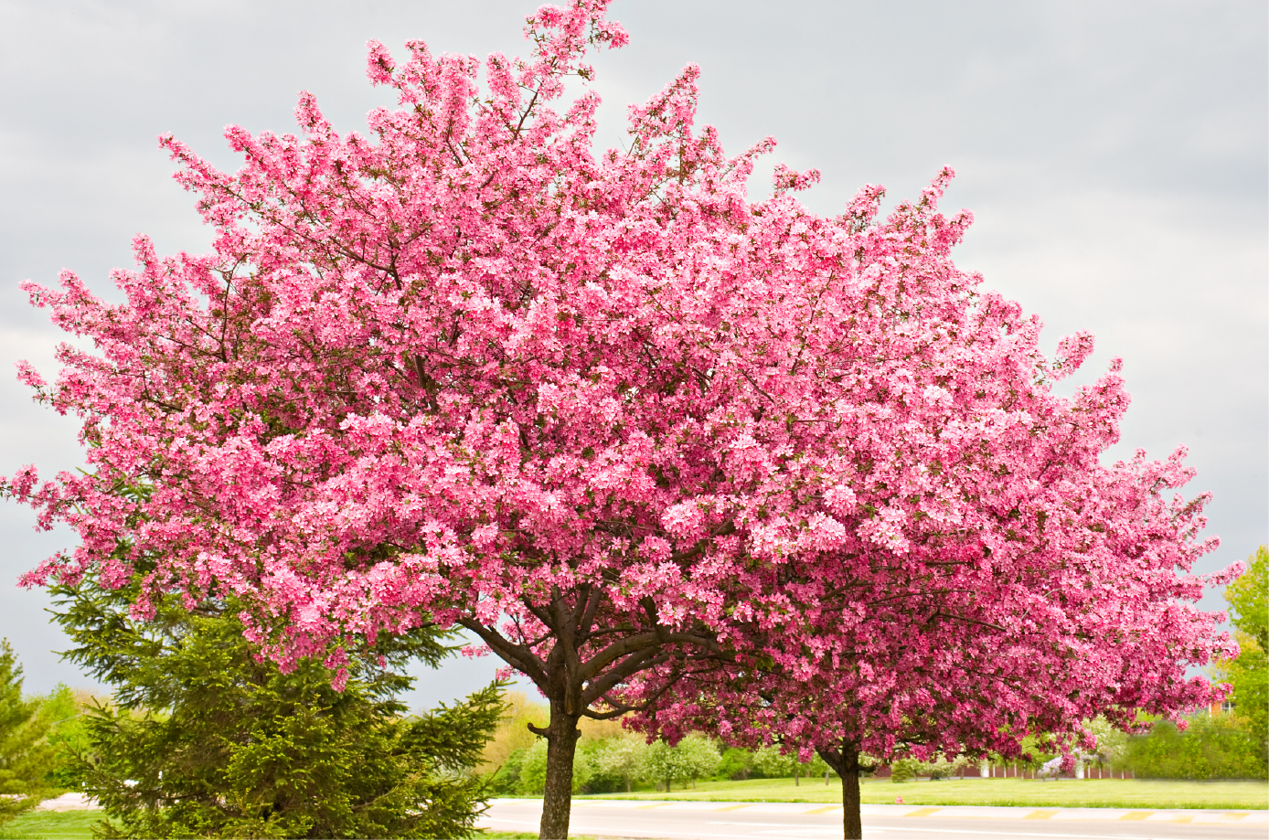 Native Eastern Redbud