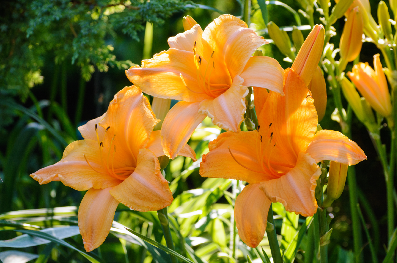 Lilies are a great choice for cut flower gardening 