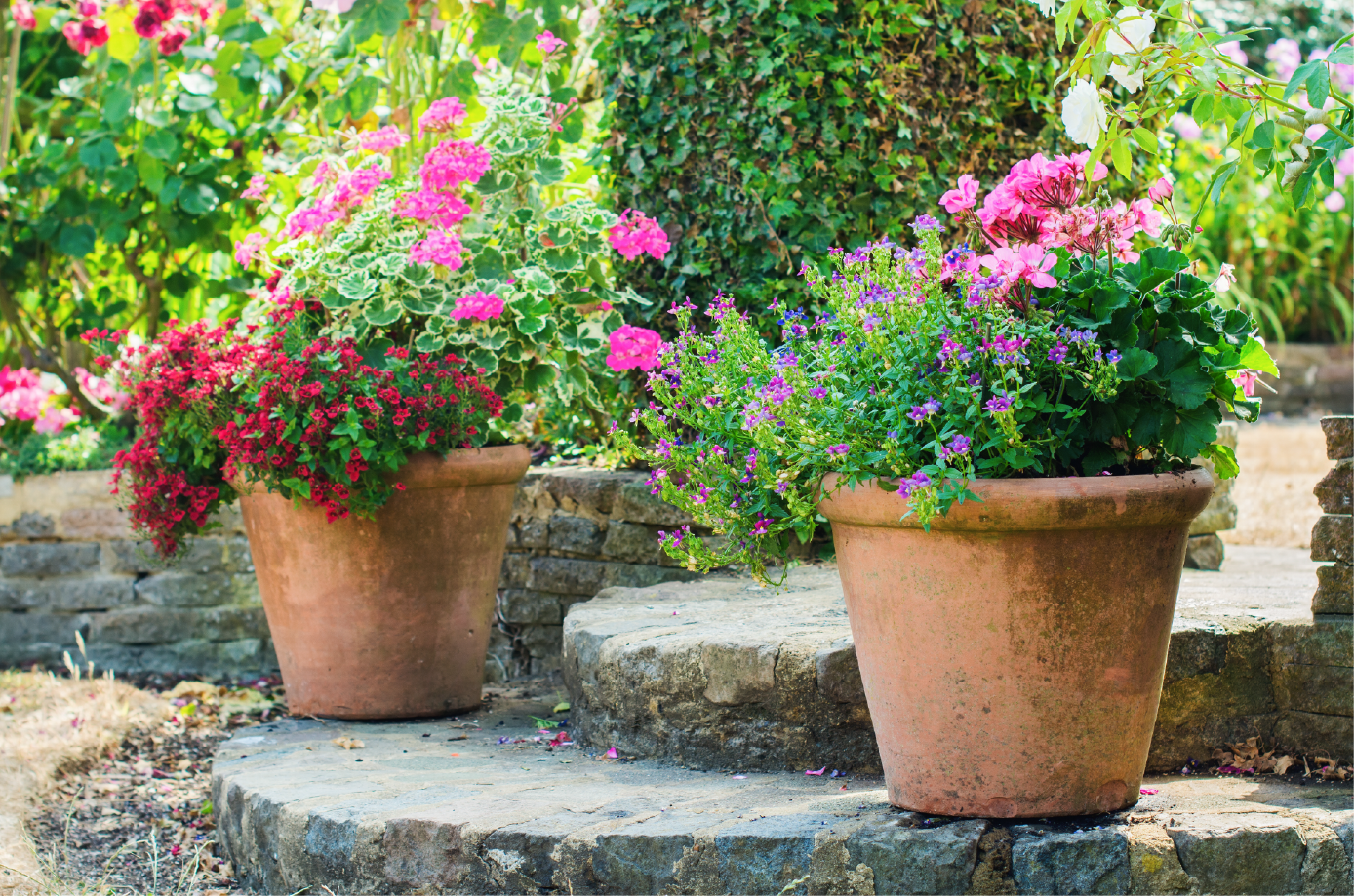 Flowers look just as good (and grow just as well) in containers or pots
