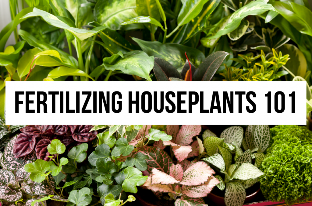 fertilizing houseplants 101