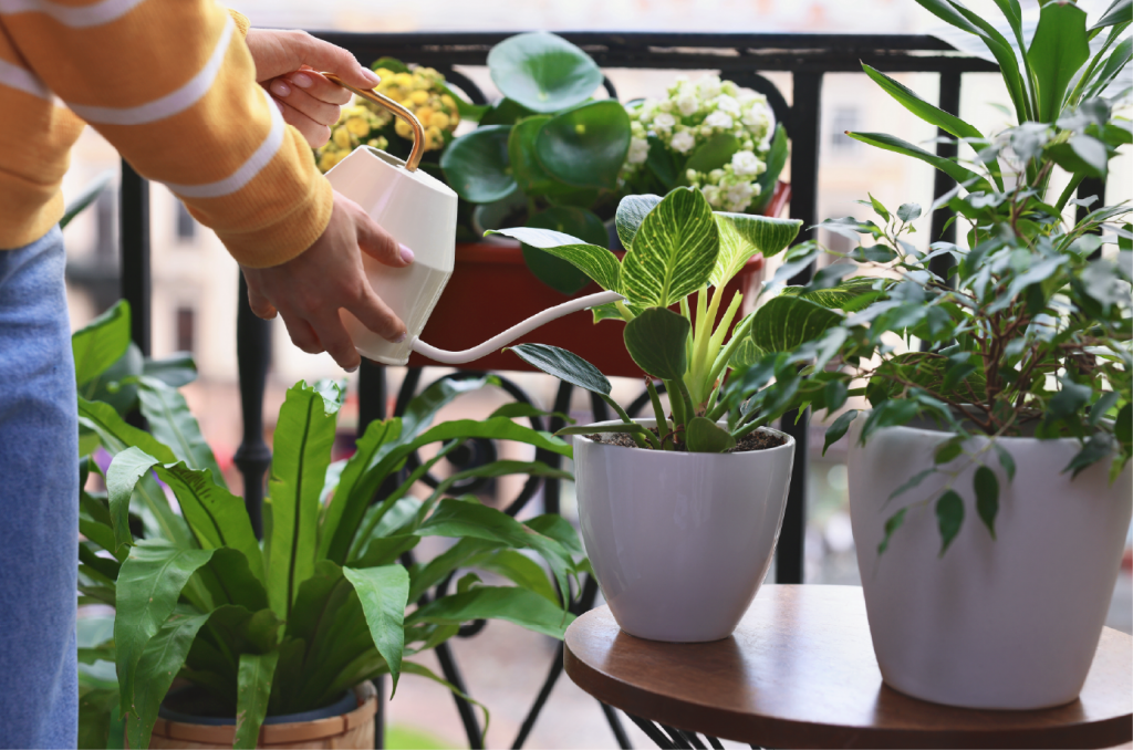 morning is a good time for fertilizing houseplants