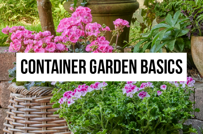 container garden basics