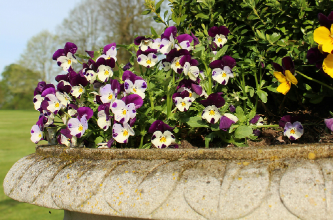 container garden basics